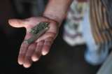 Las puertas que se quieren abrir a la marihuana en el Congreso