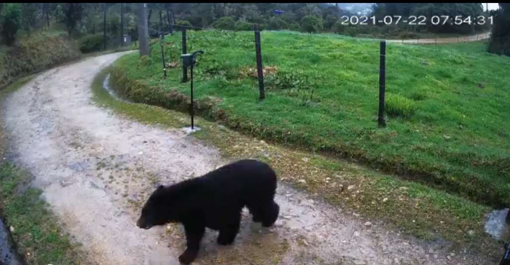 En video: animales silvestres siguen apareciendo en Bogotá