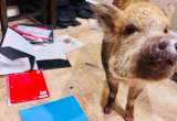 Mi cerdita se comió la tarea: el inesperado culpable que causó furor en redes (video)