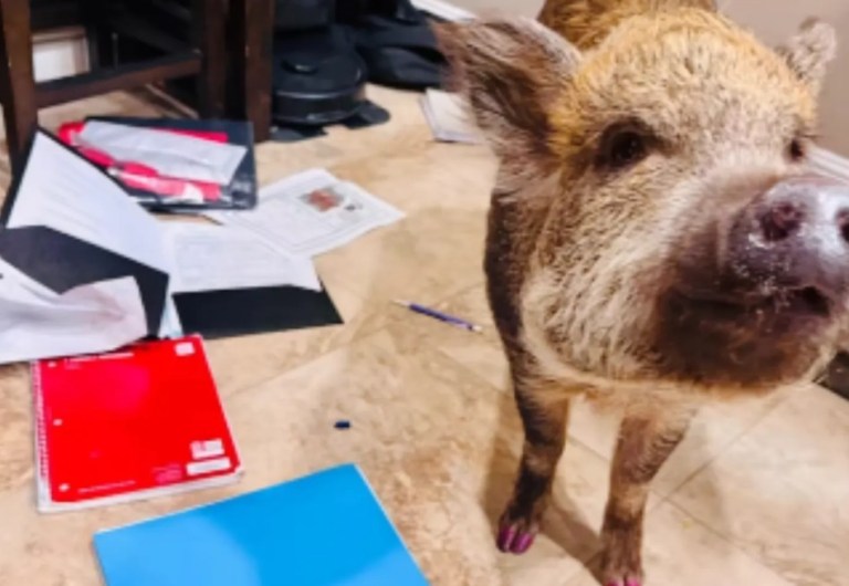 Mi cerdita se comió la tarea: el inesperado culpable que causó furor en redes (video)