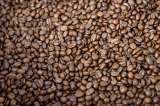 Café, cacao y palma enfrentan el reto de cero deforestación para llegar a mercados de la UE