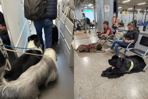 Cambian las reglas para viajar con perros de apoyo emocional. El debate toma vuelo