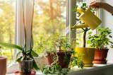Mitos de la jardinería: ¿puede usar cubos de hielo para regar plantas?
