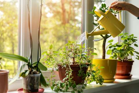 ¿Cómo quitar el exceso de agua de una planta?