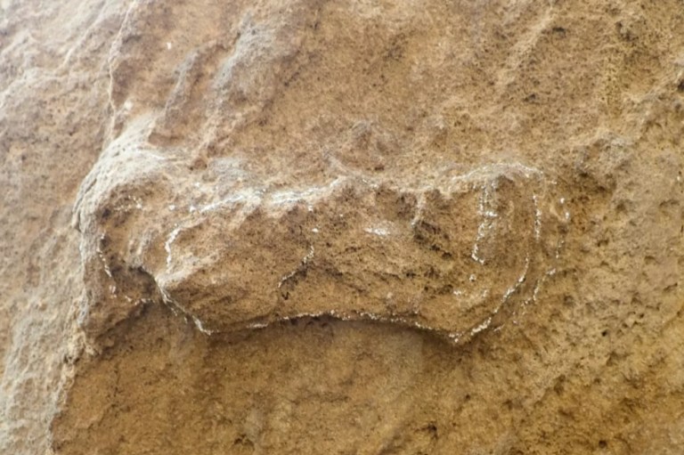 Descubren las que serían las huellas más antiguas de los seres humanos