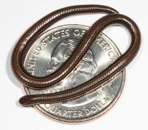 Tras 20 años perdida para la ciencia, reaparece la serpiente más pequeña del mundo