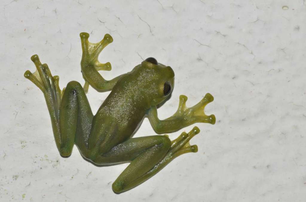 Rana de cristal de la especie Sachatamia orejuela.