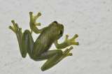 El baile de las ranas de cristal para atraer a las hembras en hábitats muy ruidosos