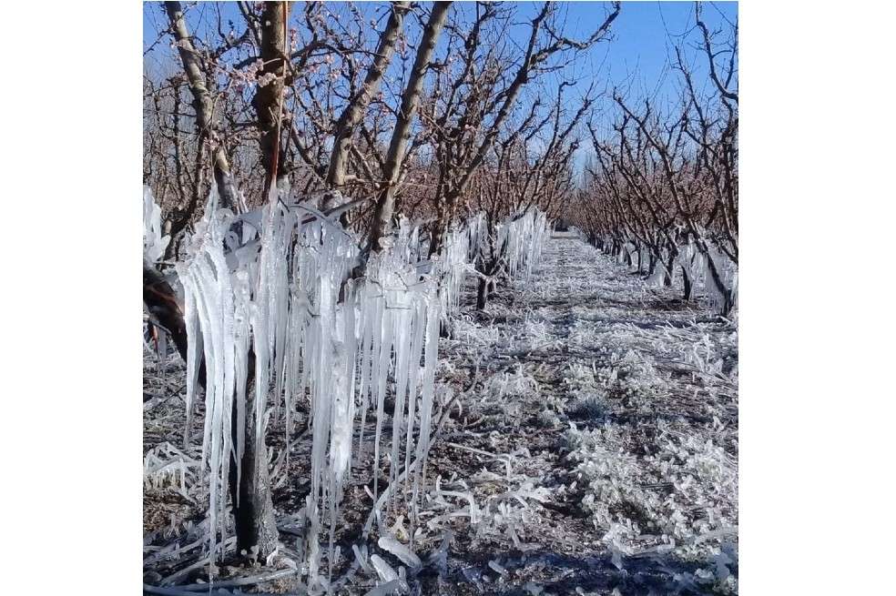 Imagen de un viñedo afectado por una helada.
