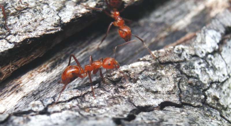 En el mundo hay más de 14.000 especies de hormigas y al menos 1.200 de ellas se encuentran en Colombia. / Daniel Castro