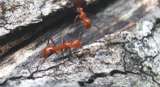 Hay más de 500 especies de hormigas por fuera de sus hábitats, ¿debería preocuparnos?