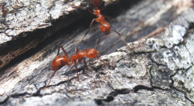 Hay más de 500 especies de hormigas por fuera de sus hábitats, ¿debería preocuparnos?
