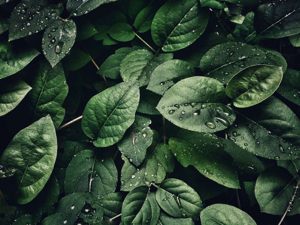 ¿Para qué sirve el vinagre en las plantas?