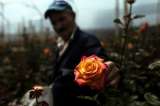 Este San Valentín Colombia exportará más de 35.000 toneladas de flores