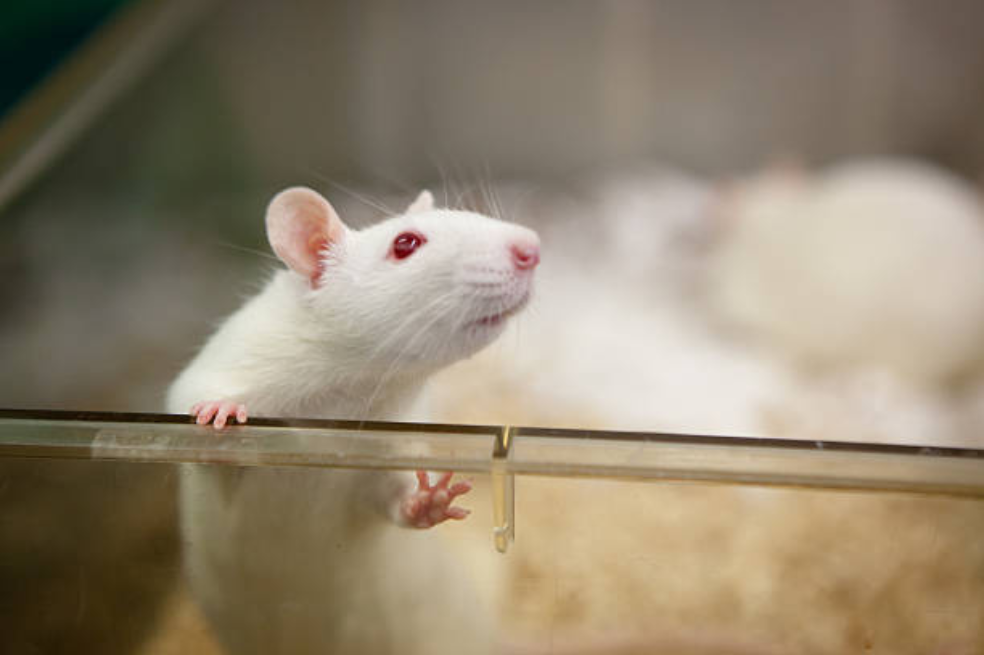 Los animales chillan cuando se están 'riendo', pero el sonido es muy aguado para que los humanos lo escuchemos.