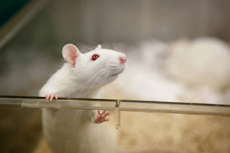 ¿Se puede clonar un ratón eternamente? Un experimento de 20 años da la respuesta
