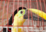 Tucán es rescatado de captores que le cortaron las plumas, tardará un año en volar