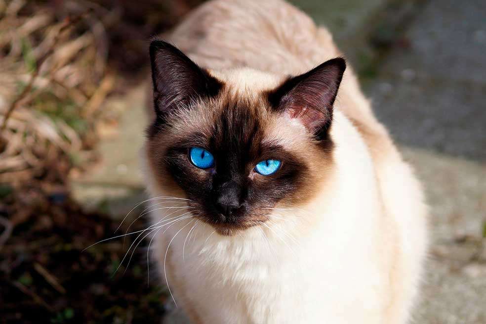 Gato siamés: conoce algunas curiosidades de esta raza de gatos