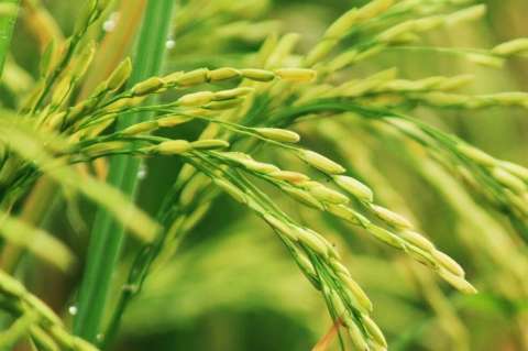 Fedearroz llama a no sembrar demasiado arroz para evitar caída en los precios