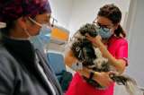 Centro médico permite ingreso de mascotas a UCI con pacientes con COVID-19
