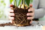 ¿Por qué las raíces de mis plantas de casa se pudren y qué hacer?