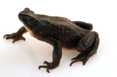 En Ecuador, "reviven" una especie de rana que se creía extinta