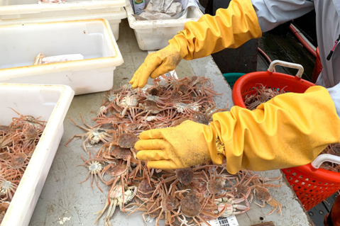 Los humanos son culpables de la muerte de 10.000 millones de cangrejos en Alaska