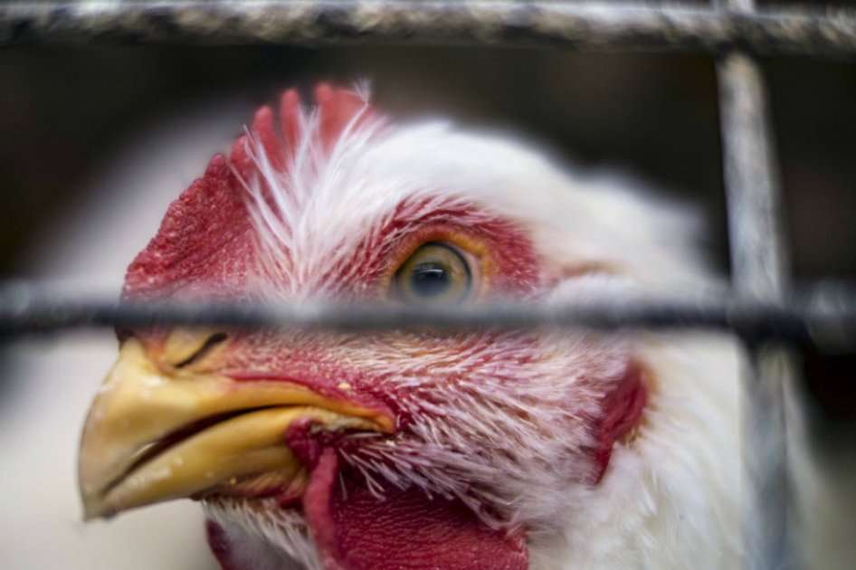 No solo está ingresando ilegalmente pollo procesado, sino también aves en pie. / Bloomberg News