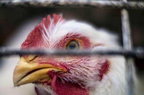 Fenavi destaca lucha contra el contrabando de pollo y huevo