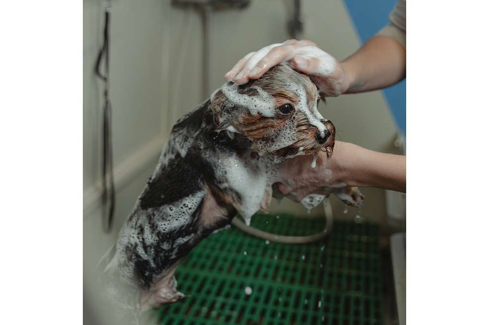 Verdad o mito: ¿bañar a tu perro muy seguido es malo?
