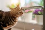 ¿Por qué a los gatos les gusta tomar agua del grifo?