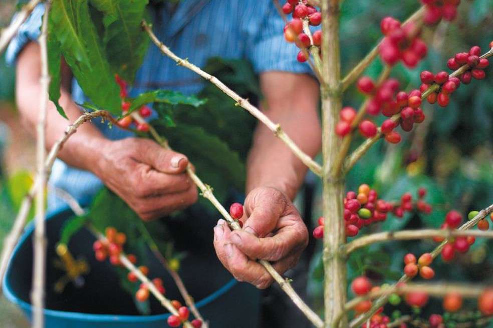 Planta de café.