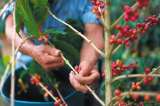 El problema que enfrenta el fondo del café tras los buenos precios del grano
