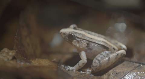 El canto ignorado de las ranas hembra: la historia que la ciencia pasó por alto
