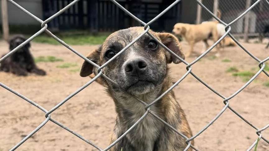 Maya Lucía, Oliver y Joaquín son tres de los más de cien perros que siguen esperando una familia en la Fundación Kenovy Colombia.