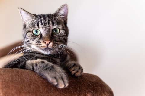 ¿Crees que tu gato se porta bien? Piénsalo dos veces