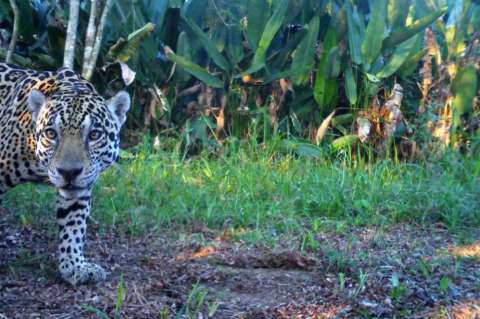 Autoridades ya saben quién mató al jaguar en el Magdalena Medio