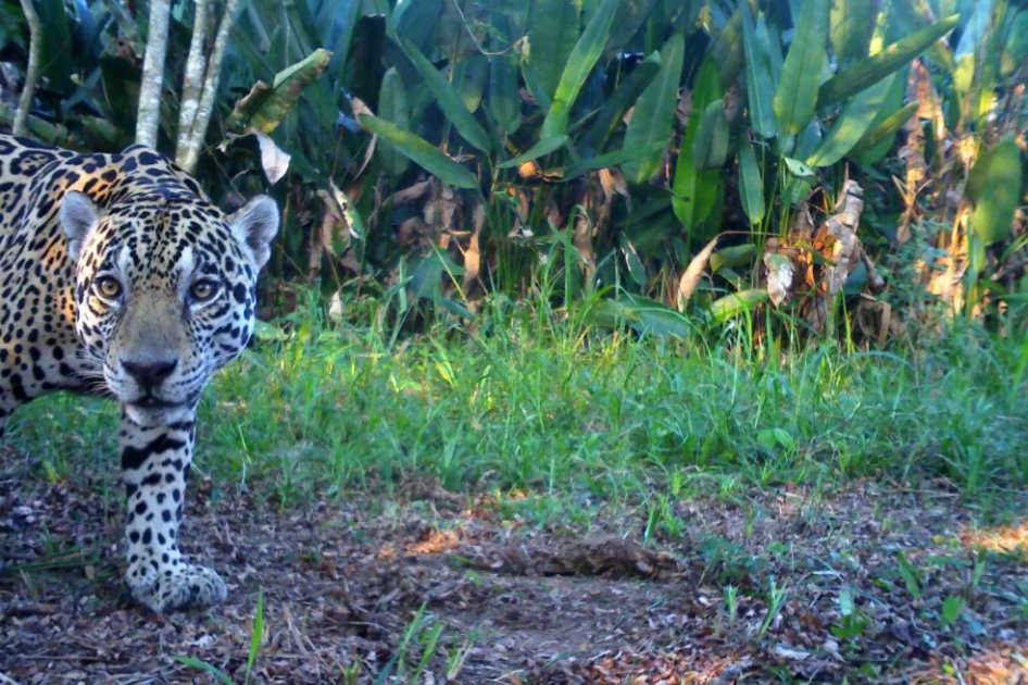 /Cortesí Fundación Panthera
