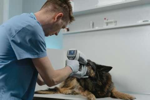 El culpable podría tener cuatro patas: expertos alertan sobre mascotas en escenas del crimen