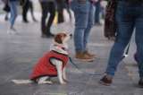 ¿Qué dice el POT de Bogotá de los animales?