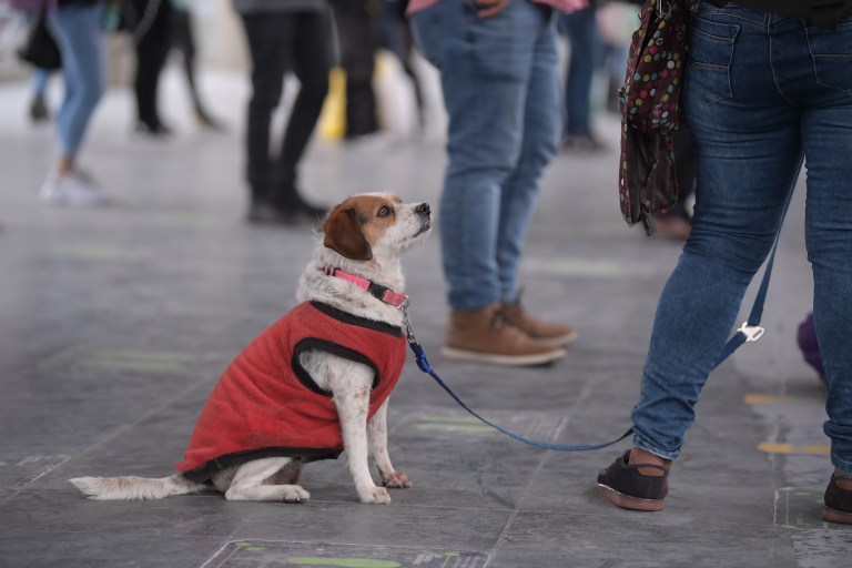 ¿Qué dice el POT de Bogotá de los animales?
