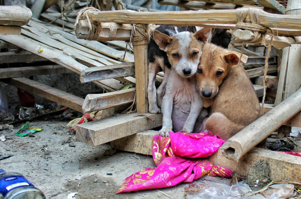 Ofrecen hasta 650 mil pesos por adoptar un animal abandonado: ¿en qué parte?