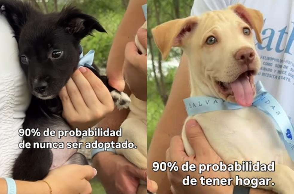 Un video de un refugio demuestra cómo el color del pelaje puede cambiar el destino de un cachorro.