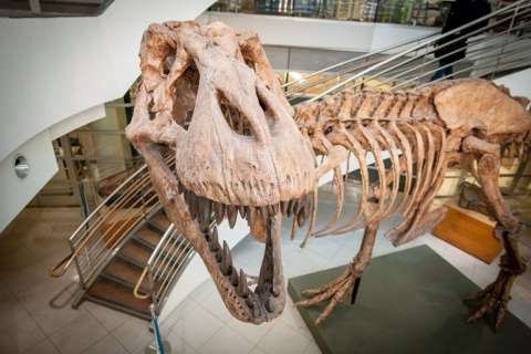 Unos 2.500 millones de Tiranosaurios rex habitaron la Tierra
