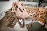 Unos 2.500 millones de Tiranosaurios rex habitaron la Tierra