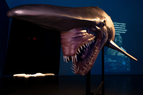 La exposición que trajo a los tiburones que habitan en Colombia al centro de Bogotá