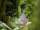 Risaralda Bird Festival 2026: así será el evento de avistamiento de aves