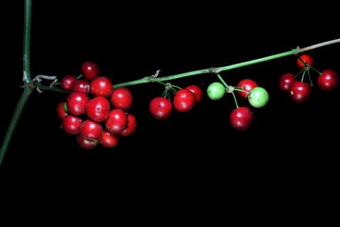 ¿Para qué sirve la zarzaparrilla y cuál es la diferencia entre la negra y la morada?