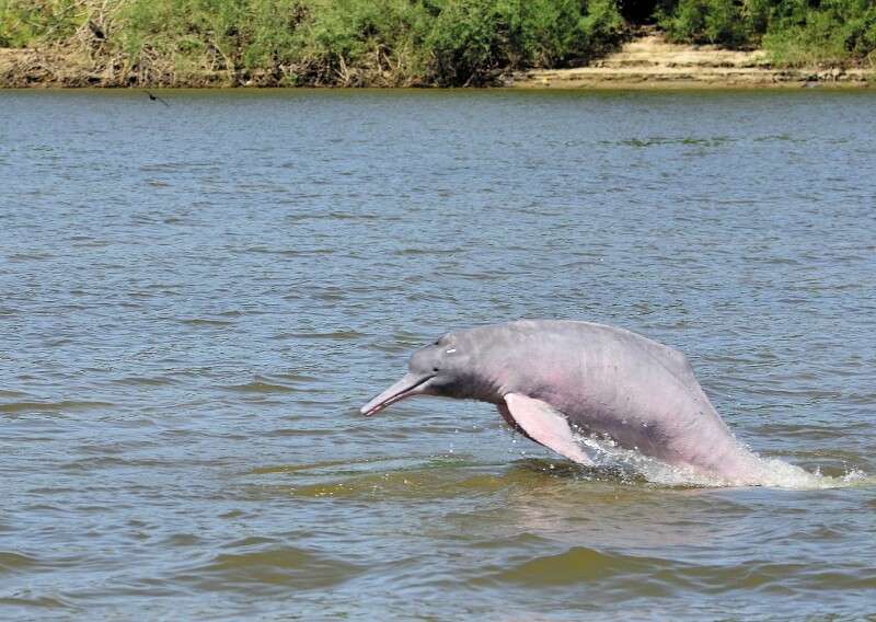 Vieron a 149 delfines rosados y cuatro “guarderías” donde madres cuidaban y jugaban con sus crías. / Fotos: Cortesía Fundación Omacha