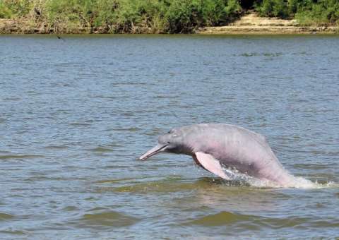 Una expedición para entender cómo salvar a los delfines del Orinoco